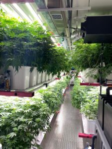 Good Stuff Cannabis Shop and Farm - photo 8