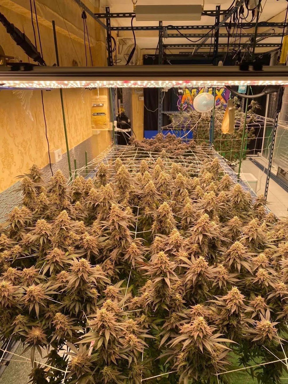 Cava weed - photo 4