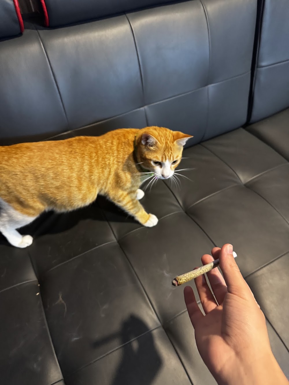 Pufn Weed Shop | Rooftop Lounge | Open 24/7 - photo 3
